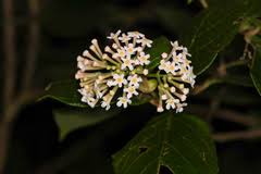 Image result for Rogiera amoena