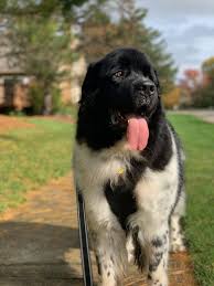 In certain parts of europe, the landseer is a distinct breed from the newfie, recognized by the world canine organization as the european continental type south central newfoundland rescue (indiana, ohio, michigan). Odin S Finn S October Adventures Edition 3 My Brown Newfies