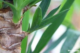 Maybe you would like to learn more about one of these? Prunung Yucca Plants How To Cut A Yucca After Flowering Plantopedia