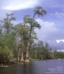 Image result for Taxodium