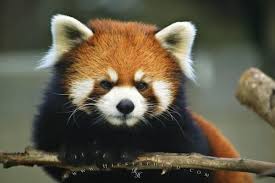 Endangered Animal List Photo Information Endangered Animals List Endangered Animals Cute Animals