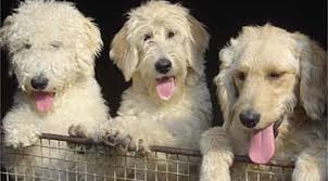 They have their first round of shots and have been dewormed. Kimberlenes Labradoodle Britain S Premiere Labradoodle Breeders