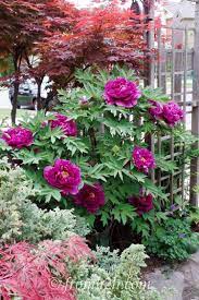Shade Loving Shrubs The Best Bushes To Plant Under Trees Gardening From House To Home Shade Plants Colorful Landscaping Shade Loving Shrubs