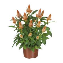 Image result for Celosia pandurata