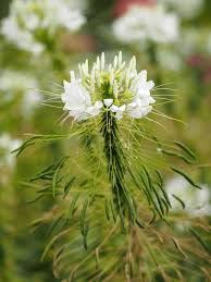 Image result for Cleomaceae