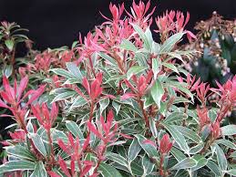 We did not find results for: Pieris Japonica White Rim