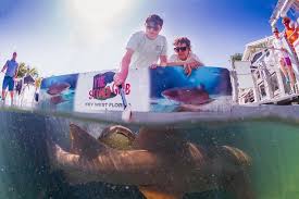 Maybe you would like to learn more about one of these? Stoned Crab In Key West Offers Shark Feeding Frenzy Show Miami Herald