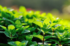 First introduced with 99 bananas in 1997, the brand now includes an extensive array of flavors that continues to grow. 7 Health Benefits Of Peppermint Tea What Can T It Do Organic Authority