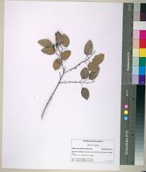 Image result for Tapinanthus dependens