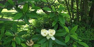 Норман бакли, лаура нисбет, келли уильямс. Sweetbay Magnolia Piedmont Master Gardeners