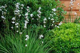 A hedge typically consists of a densely planted row of one shrub variety that is sheared to create a formal look. Best Plants For Narrow Borders Bbc Gardeners World Magazine