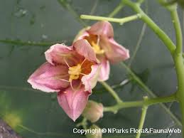 Image result for Manihot glaziovii