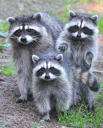 Family Portrait By Carl Olsen Cute Animals Animals Animals Beautiful