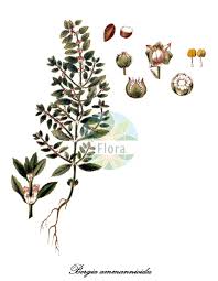 Image result for Elatinaceae