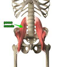3:27 so let's learn the ribs so we can attach the muscles in the right place. Proper Anatomical Name For Muscles Around Rib Cage The Psoas Muscle The Center Of Movement For Yoga