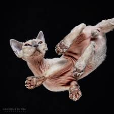 There were about 8 guests eating/drinking downstair around 4 tables so we went… Photos Of Cats Taken From Underneath A Glass Table