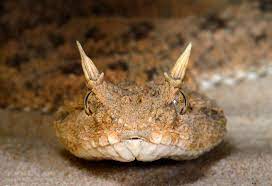Desert Horned Viper Viper Viper Snake Reptiles And Amphibians