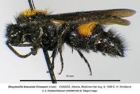 Image result for Dyschoriste multicaulis