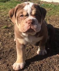 We hope you stay for a while and get familiar with. Chocolate Bulldog Puppy Clacton On Sea Essex Pets4homes