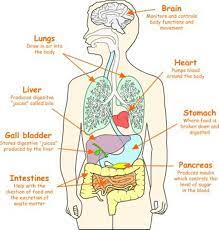 Internal Organs Of The Human Body Human Body Organs Human Body Science Body Organs