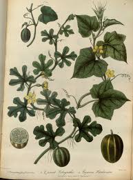 Image result for Cucumis engleri