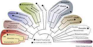 The New Tree of Eukaryotes: Trends in Ecology & Evolution