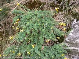 Image result for Adenocarpus