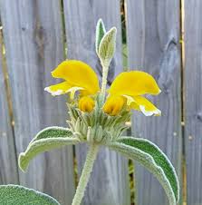 Image result for Phlomis fruticosa