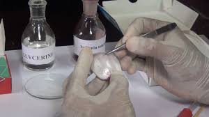 Unlike plant cells, the cytoplasm in an animal cell is denser, granular and occupies a larger space. Onion And Cheek Cells Meity Olabs Youtube