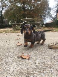 Black And Tan Silver Dapple Dachshund Meet Marvin He Is Our New Addition A Black And Tan Silver Dapple Mini Dachshund Http Ift Tt 2zxtteg Mini Dachshund Dachshund Dog Dachshund