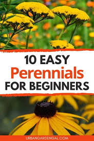 Plant these low care perennial flowers that bloom all summer in the full sun or partial shade from seed to save you on the budget for gardening. 10 Easy To Grow Perennial Flowers Urban Garden Gal