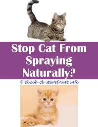 How to get a male cat to stop spraying. 12 Alluring Stop Male Cat From Spraying Indoors Cat Spray Male Cat Spraying Cats