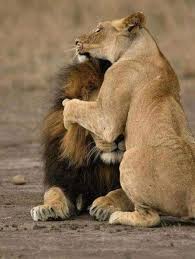 I Felt Your Heart Beating That Day In 2020 Lion Love Animals Beautiful Lions