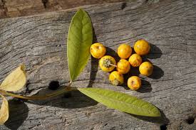 Image result for Malpighiaceae