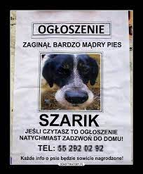 Wybierz coś dla siebie z podobnych, które znaleźliśmy. Pomoz Zaginal Pies Demotywatory Pl