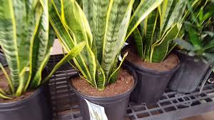 Live plant snake plant with small 5 indoor ceramic planter and wood stand. 10 Tips For Taking Care Of A Snake Plant Donna Joshi Youtube