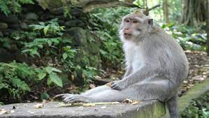 The zoo offers a great educational family outing and is an. An Animal Lover S Guide To Bali