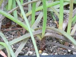 Image result for Aloe wildii