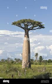 Image result for Adansonia digitata