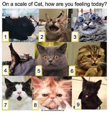 On A Scale Of Cat How Are You Feeling Today Crazy Cats Funny Animal Pictures Cute Animals