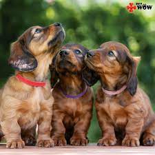 Did You Know Dogs Can Smell Thousands Of Times Better Than Humans Their Noses Have Millions More Sce Dachshund Puppies Dachshund Dog Dachshund Puppy Miniature