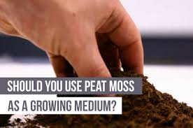 Bagikan apa itu bipang ambawang yang disampaikan dalam pidato jokowi? Should You Use Peat Moss As A Growing Medium Upstart University