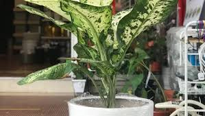 Island garden decorator & nursery is at aspen vision city. Birch Gurney Wholesale Plant Nursery In Persiaran Gurney