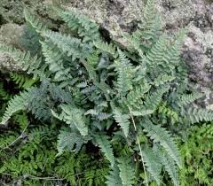 Image result for Cheilanthes