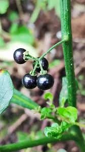 Image result for Solanum scabrum