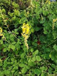 Image result for Crotalaria monteiroi