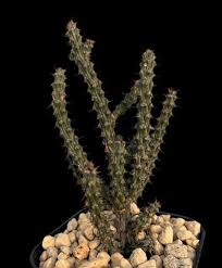Image result for Euphorbia corniculata