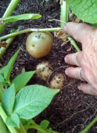 So, if your seed potatoes start sprouting too early. Have You Tried Growing Potatoes Alden Lane Nursery