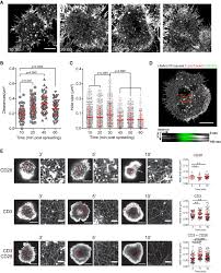 Subscribe to uwatchfree mailing list and get updates on latest released movies. Nanoscale Dynamism Of Actin Enables Secretory Function In Cytolytic Cells Current Biology