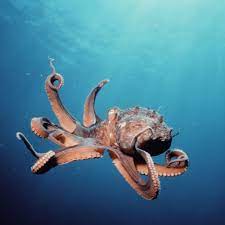 Octopus Dangerous Under Water Octopus Water Animals Animals